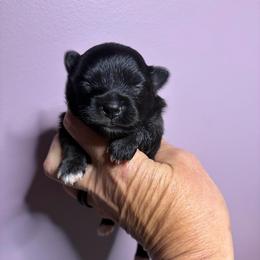 Nicey - Black and brindle female Pomeranian puppy in Franklin, North Carolina from A&J Cutie Pawtooties