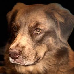 Miniature Australian Shepherds from Sun & Moon Aussies