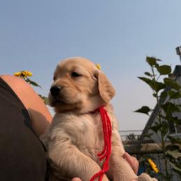 Red collar - Golden female Golden Retriever puppy in Great Falls, Montana from VS Golden Fields