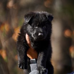Bud - Black male German Shepherd puppy in Knowlton Township, New Jersey from Augenblick Kennels