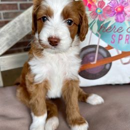 Goldendoodle Puppies from Halo Doodles