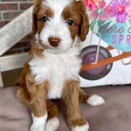Goldendoodle Puppies from Halo Doodles