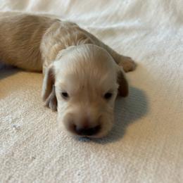 Moe - Cream male Dachshund puppy in Sebring, Florida from Mini Weenies