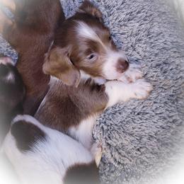 Dachshund and Great Dane Puppies from AZ's Prestigious Minature Dachshunds