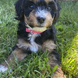 Sheepadoodle Puppies from Sarah Pearl’s Mini Sheepadoodles