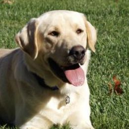 Dilute Retrievers and Labrador Retrievers from O’Dell Labs