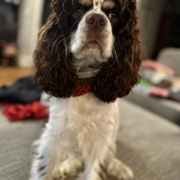 Cocker Spaniel All Grown Up from Fairview Cockers