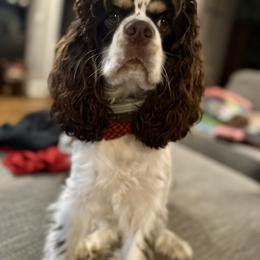Cocker Spaniel All Grown Up from Fairview Cockers