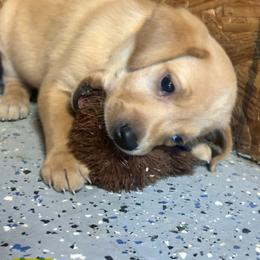 Yellow - Yellow female Labrador Retriever puppy in Wayne, Oklahoma from Deniece & Travis Hawkins