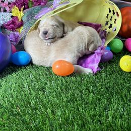 Labrador Retriever Puppies from Luvable AZ Labs