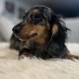 Andy - Dapple male Dachshund puppy in Price, Utah from Stone Kennels