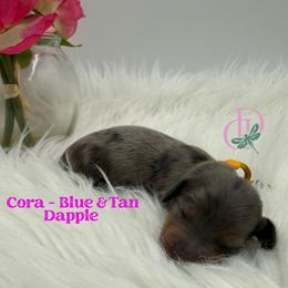 Girl 2 - female Dachshund puppy in Waseca, Minnesota from Dragonfly Doxies