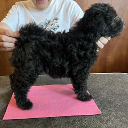 Miss Pink - Silver gray female Pumi puppy in Salem, Oregon from Abiqua Pumik