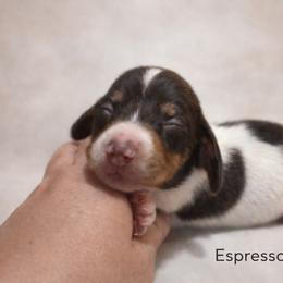 Espresso - Piebald male Dachshund puppy in Deming, New Mexico from FoxieDoxies of New Mexico