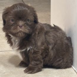 Shih Tzu Puppies from Staci Paysinger