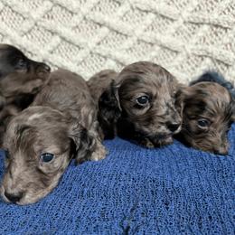 Dachshund Puppies from Goldie Girls Ranch Dachshunds