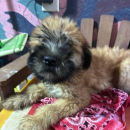 Alvin - Wheaten male Soft Coated Wheaten Terrier puppy in Gladewater, Texas from Felicias Swheaties