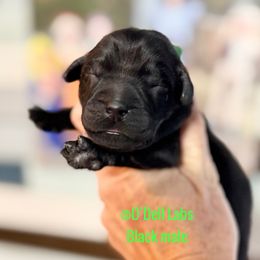 Boy 2 - Black male Labrador Retriever puppy in Sullivan, Missouri from O’Dell Labs
