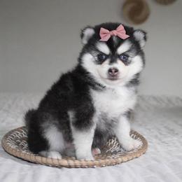 Kate - Black and white female Pomsky puppy in Apple Creek, Ohio from Kathryn Troyer