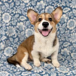 Bagel - Red male Pembroke Welsh Corgi puppy in Columbia, Tennessee from Wiggle B Ranch Corgis