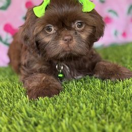 Valley - Liver female Shih Tzu puppy in San Tan Valley, Arizona from My Puppy Tzu
