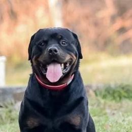 Rottweilers from Kentucky Bluegrass Rottweiler