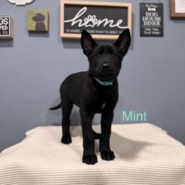 Mint - Black sable female Belgian Malinois puppy in Muskegon, Michigan from Red Acres Working Line K9s