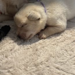 Purple - Yellow female Labrador Retriever puppy in Centreville, Maryland from Barbihaus Kennels