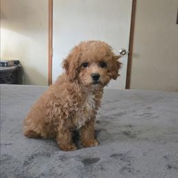 Milly - Apricot female Cavapoo puppy in Copan, Oklahoma from Tatums cavapoos