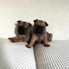 Brussels Griffon Puppies from Butler Brussels Griffon