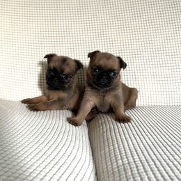 Brussels Griffon Puppies from Butler Brussels Griffon