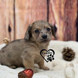 Freckles - Dapple male Dachshund puppy in Nashville, Arkansas from Cuddles n Curls