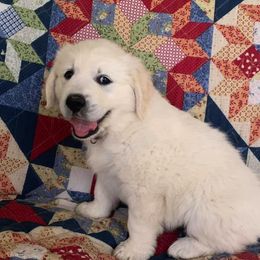 Golden Retriever Puppies from Montana Mist Golden Retrievers English Cream