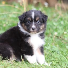 BTF5 - Black tri-color female Australian Shepherd puppy in Chehalis, Washington from Wandering Acres Ranch
