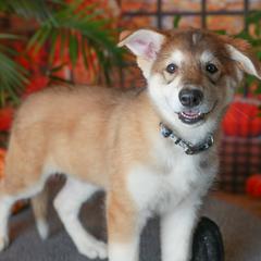 Elara - Tamaskan puppy from Ageli Lykon