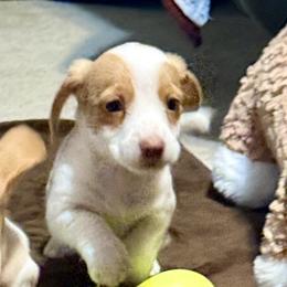 Girl 2 - Piebald female Dachshund puppy in Sunman, Indiana from Whitney’s Weiners