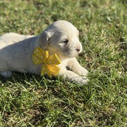 Girl 4 - White female Shihpoo puppy in Junction, Utah from Sugar Doodles
