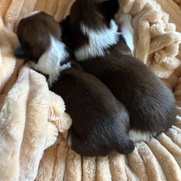 Shih Tzu Puppies from Shih Tzus N Giggles