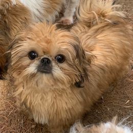 Jory - Shih Tzu