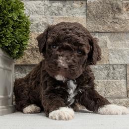 Vela - Brown female Lagotto Romagnolo puppy in West Jordan, Utah from Salt Lake Lagotto