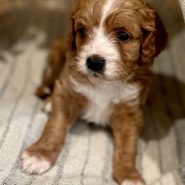 Australian Labradoodles and Cavapoos from Loving Labradoodle