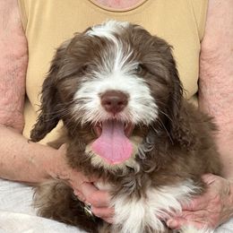 Jazz (Jasmine) - Chocolate Australian Labradoodle puppy in Round Rock, Texas from North Austin Labradoodles