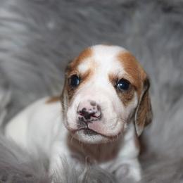 Boy 3 - Piebald male Dachshund puppy in Craig, Colorado from Rocky Mountain Shih Tzus and Dry Creek Miniature Dachshunds