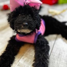 Ms Potato Head - Merle female Goldendoodle puppy in Peoria,  Az, Arizona from Not Just "Golden" Doodles