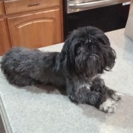 Buddy - Shih Tzu