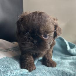 AKC Winter - Chocolate female Shih Tzu puppy in Statesboro, Georgia from Magnolia Small Breeds