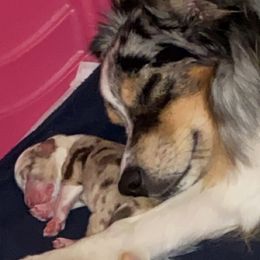 Miniature Australian Shepherds from 4M Australian Shepherds
