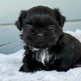 Boy 3 - Black male Shih Tzu puppy in Calimesa, California from Little Mountain’s Shih Tzus
