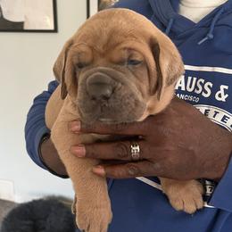 Cane Corso Puppies from Gina Dash