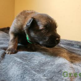 Green - Mahogany and black male Belgian Tervuren puppy in Merrill, Michigan from Reves Vifs Belgian Shepherds